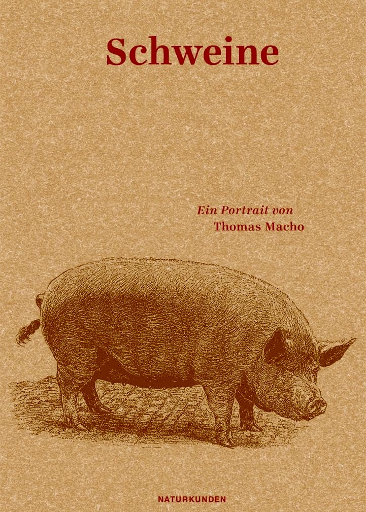 Das Schwein